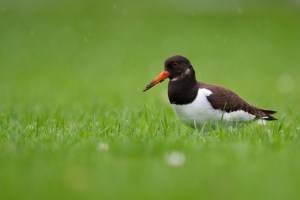 No oysters - Common Oystercatcher in Switzerland