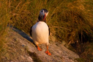 Puffin in sunset