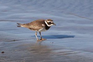 Common Ringed Plover Juvenile Foraging