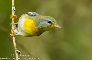 Northern Parula