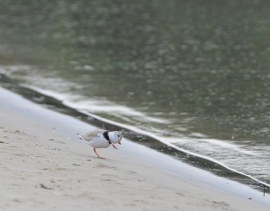 A Piping Plover Dances on the Shore.