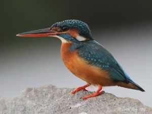 Common Kingfisher