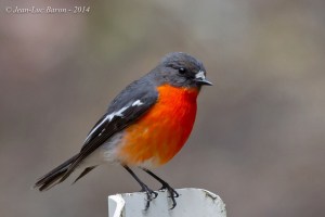 Flame Robin (Petroica Phoenicea) NT