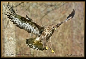 Flying In!