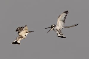 Squabbling Pied Kingfishers