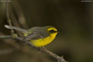 Yellow-bellied Fantail 