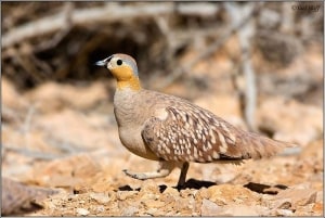 Crowned Sandgrouse