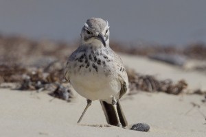Greater Hoopoe Lark