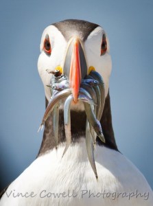 Puffin Face On