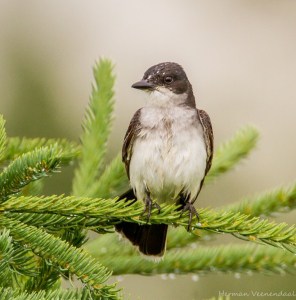 Eastern Kingbird in the Rain