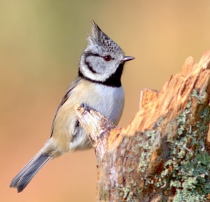 Crested Tit 