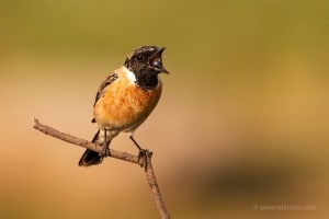 Stonechat