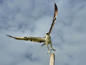 Caribbean Osprey - Free as a Bird