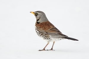 Seasons Greetings - Fieldfare