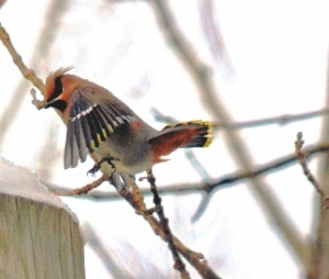 Bohemian Waxwing