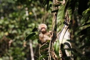Young Stump-tailed Macaque