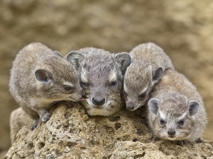 Bush Hyrax Heterohyrax brucei