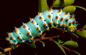 Caletta Silkworm caterpillar