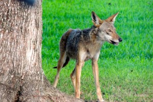 Coyote Pup