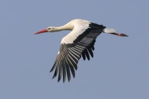 White Stork in Flight