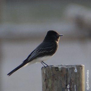 Papamoscas Negro (Black Phoebe)