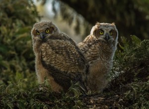 Great Horned Owl Owlets