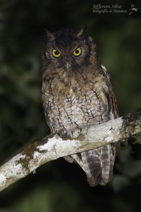 Black-capped screech Owl