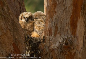 Great Horned Owl Nestlings