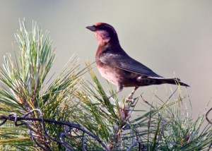 Dark-breasted Rosefinch