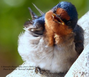 Baby Welcome Swallow in Townsville