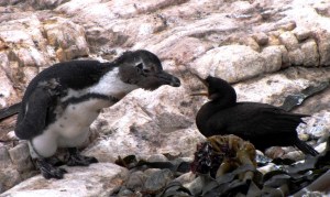 Moulting African Penguin inspects Crowned Cormorant
