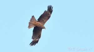 Black Kite in Flight