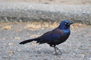 Common Grackle by Julie Feinstein