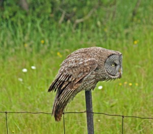 Great Gray Owl