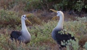 Greeting Albatrosses