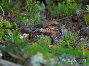 Nesting Nightjar