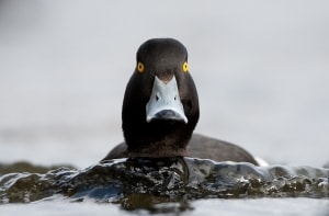 Tufted Duck in Norway