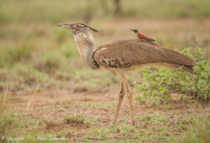 Kori Bustard Ardeotis Kori 