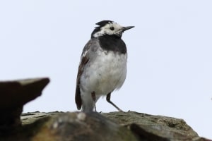 Pied Wagtail