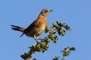 Fieldfare Turdus pilaris on Hawthorn