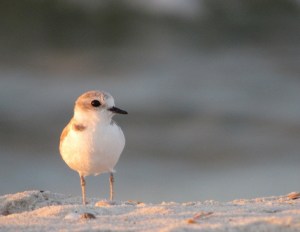 Snowy Plover on Cliff of Sand at Sunrise