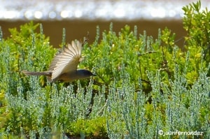Say’s Phoebe (Sayornis Saya)