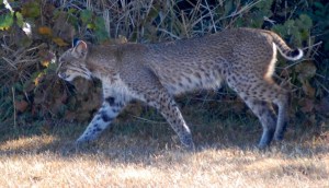 Florida Bobcat (Lynx Rufus)