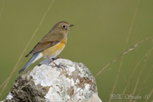 Female Red-flanked Bluetail, Tarsiger cyanurus