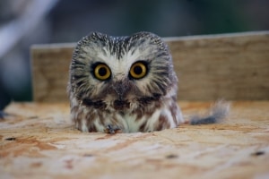Saw Whet Owl Adult