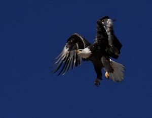 Bald Eagle