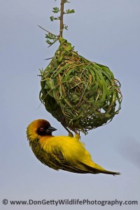 Vitelline Masked Weaver building a nest