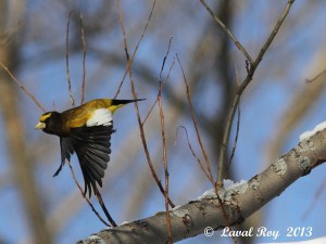 A glimpse of yellow in winter time - Evening Grosbeak