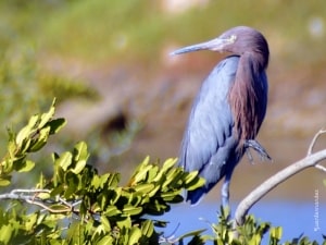 Reddish Egret