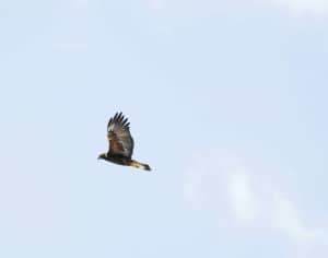 Golden Eagle Hunting the Hardwoods for Fox